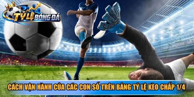Cách vận hành của các con số trên bảng tỷ lệ kèo chấp 1/4